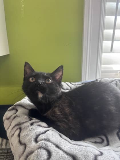 Jalisa - Domestic Shorthair Mix cat available for adoption at Nova Scotia SPCA in Halifax