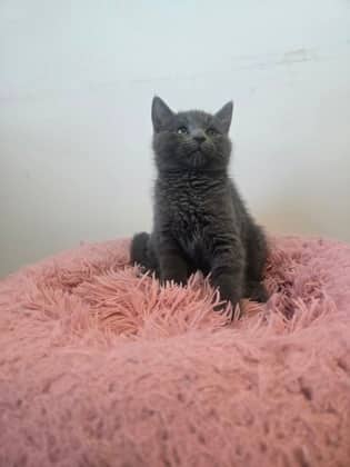 Comet - Domestic Medium Hair Mix cat available for adoption at Nova Scotia SPCA in Halifax