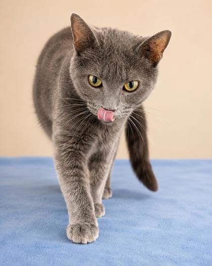 Princess - Domestic Shorthair Mix available for adoption