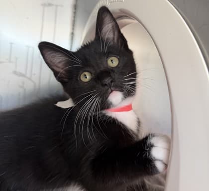 Howl - Domestic Shorthair Mix cat available for adoption at Nova Scotia SPCA in Halifax