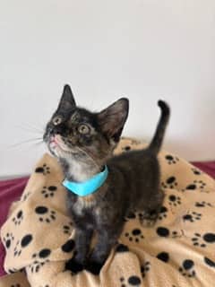 Dawn - Domestic Shorthair Mix available for adoption