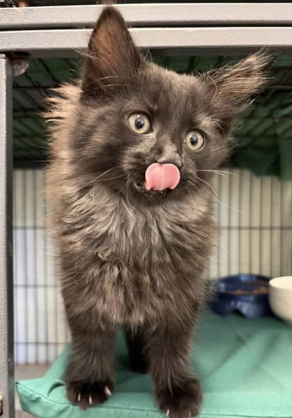 Allen - Domestic Medium Hair Mix cat available for adoption at Nova Scotia SPCA in Halifax