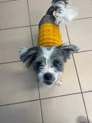 Precious - Shih Tzu Mix available for adoption