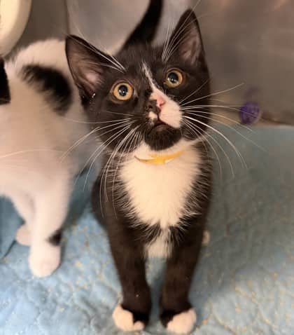 Moon - Domestic Shorthair Mix available for adoption