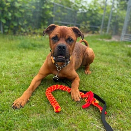 Chase - Boxer Mix available for adoption
