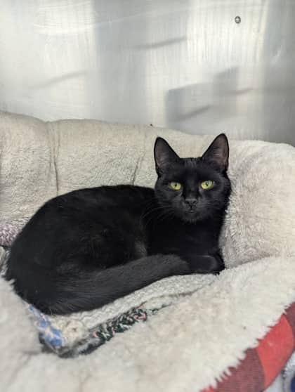 Amaranth - Foster to Adopt - Domestic Shorthair/Mix cat available for adoption at PEI Humane Society in Charlottetown