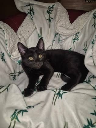 Bou @ PetSmart - Domestic Shorthair/Mix cat available for adoption at PEI Humane Society in Charlottetown