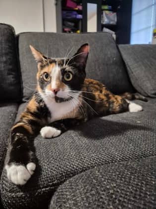 Nina @ PetSmart - Domestic Shorthair/Mix cat available for adoption at PEI Humane Society in Charlottetown