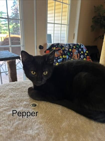 Pepper @ PetSmart - Domestic Shorthair/Mix cat available for adoption at PEI Humane Society in Charlottetown