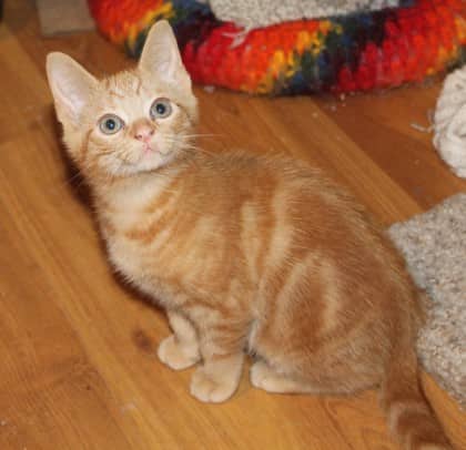 Valerie @ PetSmart - Domestic Shorthair/Mix available for adoption