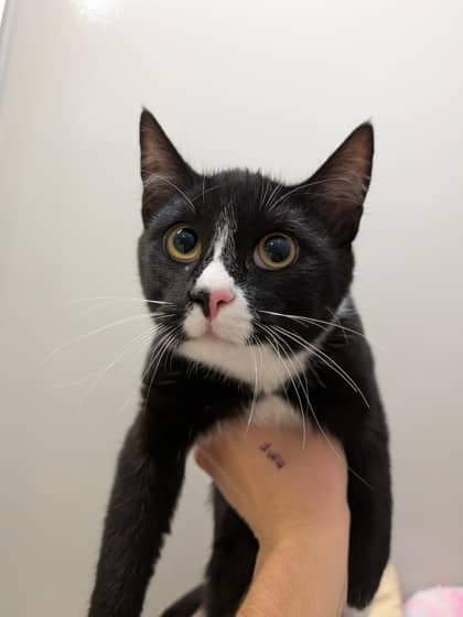 Amp - Foster to Adopt - Domestic Shorthair/Mix cat available for adoption at PEI Humane Society in Charlottetown