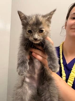 Fork - Foster to Adopt - Domestic Shorthair/Mix cat available for adoption in Prince Edward Island