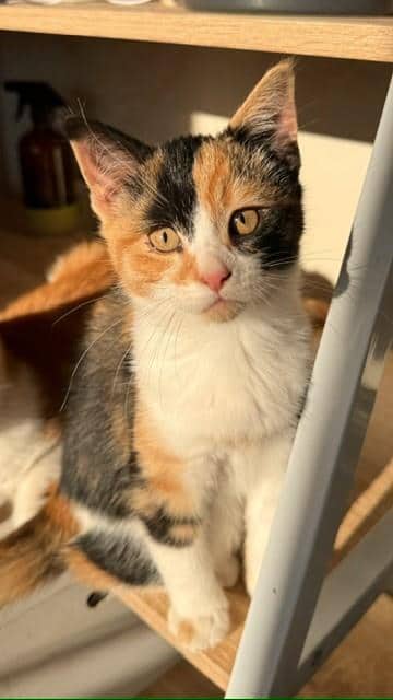 Annabelle @ PetSmart - Domestic Shorthair/Mix cat available for adoption at PEI Humane Society in Charlottetown