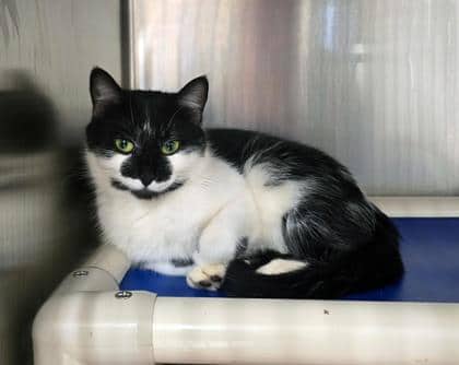 Labubu - Domestic Shorthair/Mix available for adoption