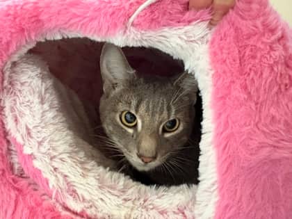 Sage - Domestic Shorthair/Mix cat available for adoption at PEI Humane Society in Charlottetown