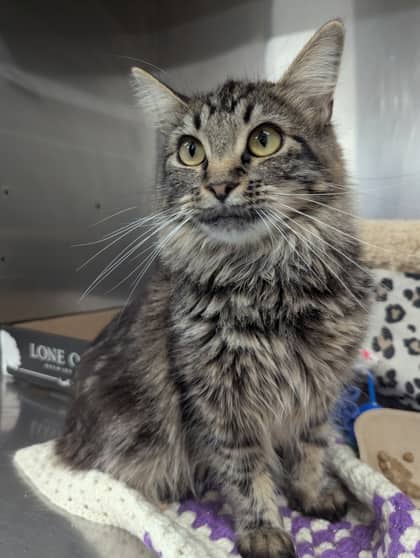 Pattie - Foster to Adopt/Only Pet - Domestic Medium Hair/Mix available for adoption