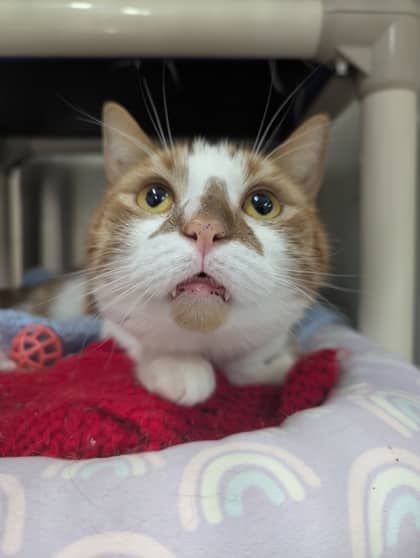 Murph - Domestic Shorthair/Mix cat available for adoption at PEI Humane Society in Charlottetown