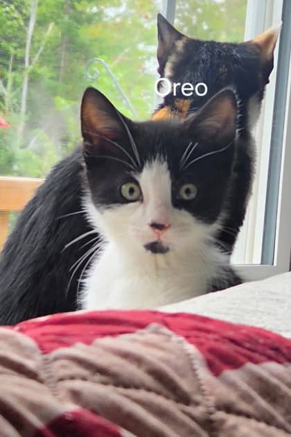 Oreo @ PetSmart - Domestic Shorthair/Mix available for adoption