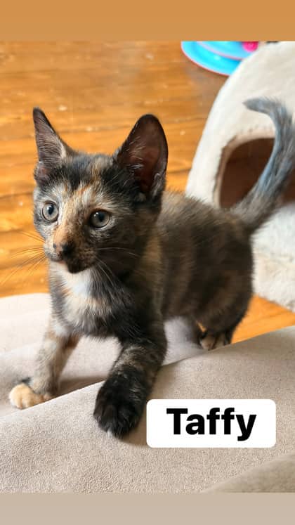 Taffy - In Foster Care - Domestic Shorthair/Mix available for adoption