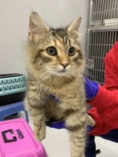 Theresa - Foster to Adopt - Domestic Longhair/Mix cat available for adoption at PEI Humane Society in Charlottetown
