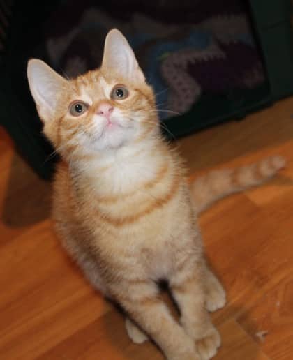 Melody @ PetSmart - Domestic Shorthair/Mix available for adoption