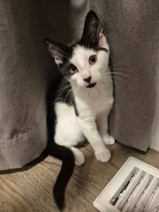 Whita @ PetSmart - Domestic Shorthair/Mix cat available for adoption at PEI Humane Society in Charlottetown