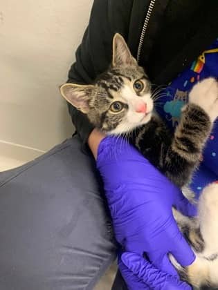 Sableye - Domestic Shorthair/Mix cat available for adoption at PEI Humane Society in Charlottetown