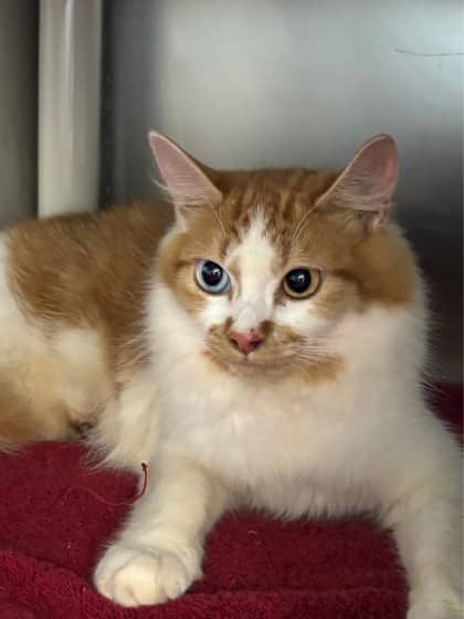 Winifred Sanderson - Foster to Adopt - Domestic Medium Hair/Mix cat available for adoption at PEI Humane Society in Charlottetown