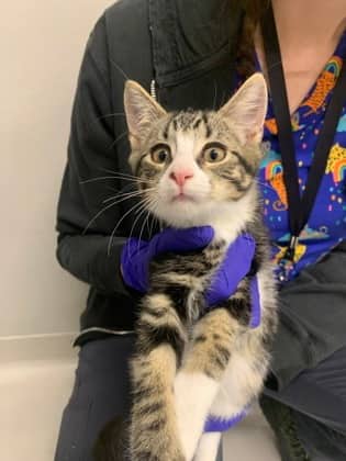Gengar - Domestic Shorthair/Mix available for adoption