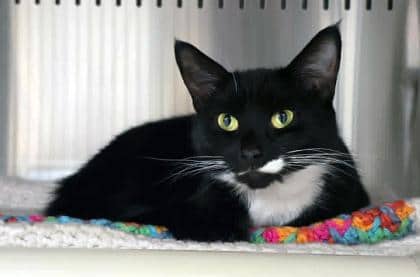 Harley - Domestic Shorthair/Mix available for adoption