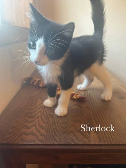 Sherlock @ PetSmart - Domestic Medium Hair cat available for adoption at PEI Humane Society in Charlottetown