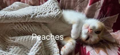 Peaches @ PetSmart - Domestic Shorthair/Mix cat available for adoption at PEI Humane Society in Charlottetown