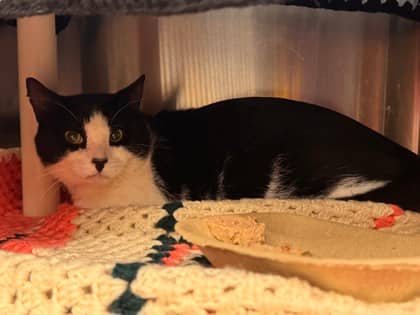 Dwayne - BARN BUDDY - Domestic Shorthair/Mix cat available for adoption at PEI Humane Society in Charlottetown