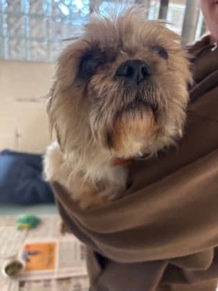 Teddy - SPECIAL DIET - Foster To Adopt - Shih Tzu/Mix available for adoption at PEI Humane Society in Charlottetown