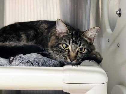 Pattie - Foster to Adopt/Only Pet - Domestic Medium Hair/Mix cat available for adoption at PEI Humane Society in Charlottetown