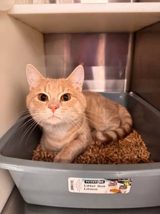 Lucifer - Domestic Shorthair/Mix available for adoption