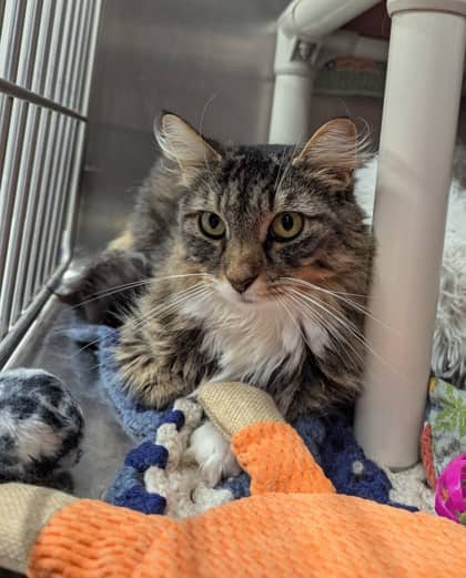 Peaches - Domestic Medium Hair/Mix cat available for adoption at PEI Humane Society in Charlottetown