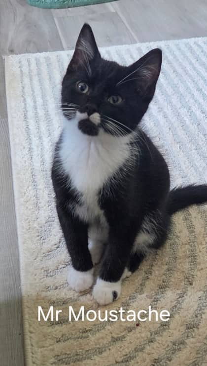 Mr. Moustache @ PetSmart - Domestic Medium Hair/Mix cat available for adoption at PEI Humane Society in Charlottetown