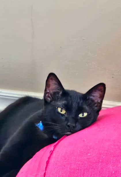 Cola - Foster to Adopt - Siamese/Mix available for adoption