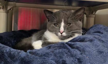 Tom - MEDICAL - Foster To Adopt - Domestic Shorthair/Mix cat available for adoption at PEI Humane Society in Charlottetown