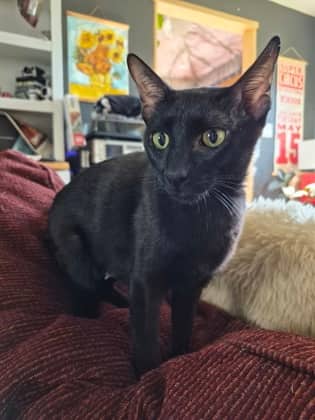 Sheba - Siamese/Mix cat available for adoption at PEI Humane Society in Charlottetown