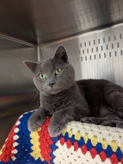 Simba - Only Cat in Home - Domestic Shorthair/Mix cat available for adoption at PEI Humane Society in Charlottetown