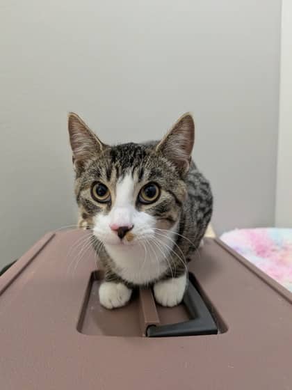 Joule - Domestic Shorthair/Mix cat available for adoption at PEI Humane Society in Charlottetown