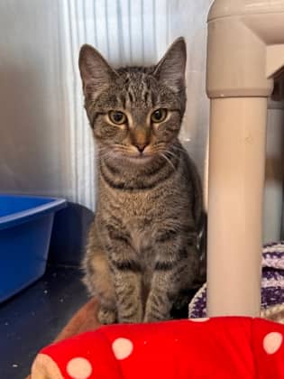 Greta - Foster to Adopt - Domestic Shorthair/Mix available for adoption