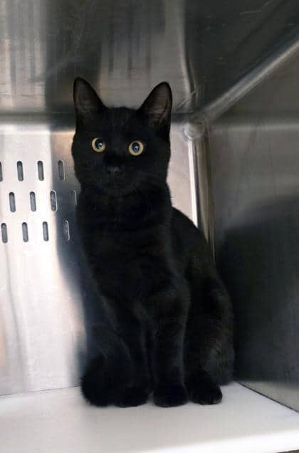 Pesto - SPIRIT CAT/FTA - Domestic Shorthair/Mix cat available for adoption in Prince Edward Island