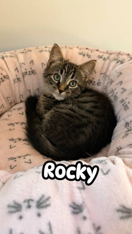 Rocky - In Foster Care - Domestic Shorthair/Mix cat available for adoption at PEI Humane Society in Charlottetown