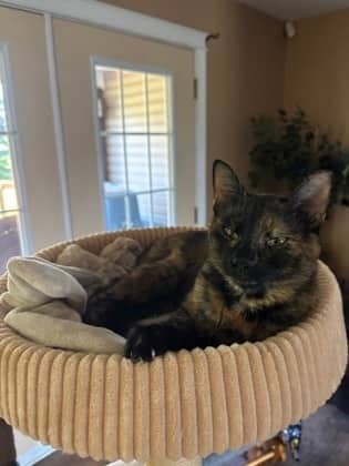 Scotch @ Petsmart - Domestic Medium Hair/Mix cat available for adoption at PEI Humane Society in Charlottetown