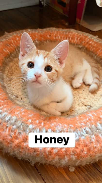 Honey - In Foster Care - Domestic Shorthair/Mix available for adoption