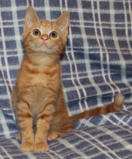 Bleep @ PetSmart - Domestic Shorthair/Mix available for adoption
