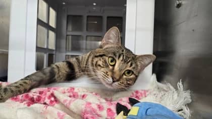 Curious George - Only Cat in Home - Domestic Shorthair/Mix available for adoption
